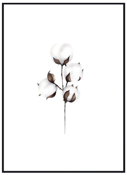 Cotton - Avem